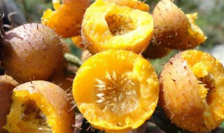 新鲜刺梨泡水的方法 新鲜刺梨泡水的方法介绍