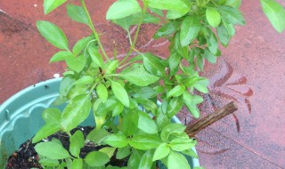 金不换盆栽种植方法 金不换的栽培方法