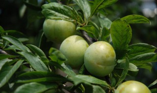 李子小树的修剪方法 李子树怎么剪枝