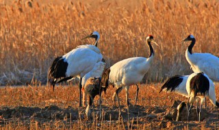 世界遗产资料 有关世界遗产资料