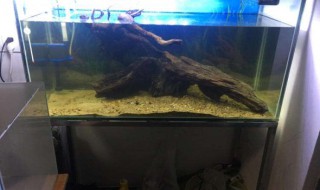 鱼缸死鱼怎么处理缸 鱼缸死鱼的处理方法