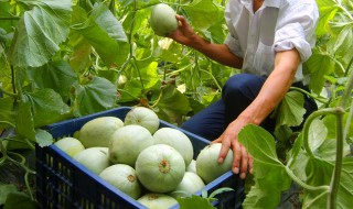 甜瓜小苗期施肥方法 甜瓜小苗期施肥有什么方法