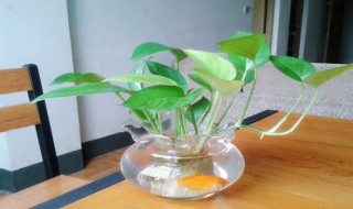 鱼缸绿萝的水培方法 鱼缸绿萝的水培方法简述