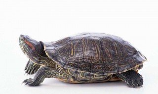 乌龟长绿水怎么处理 养乌龟时出现绿水怎么办