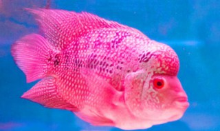 罗汉鱼最佳喂食方法 罗汉鱼的介绍