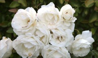 三周年祭日有什么讲究 三周年祭日需要注意什么