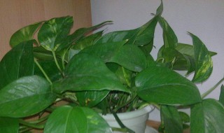 植物营养液如何使用 植物营养液使用方法