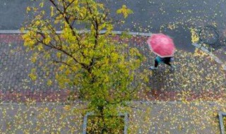 秋雨作文 秋雨作文范文