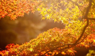 描写秋分句子 描写秋分句子集锦