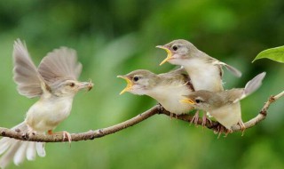 母爱作文 母爱作文范文