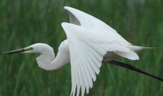 描写白鹭的优美句子 有关描写白鹭的句子