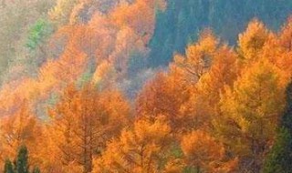 描写秋声的诗句 描写秋声的诗句介绍