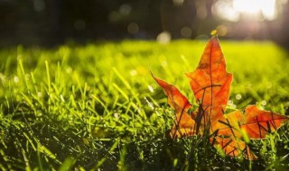 描写初秋的唯美诗词 描写初秋的唯美诗词列述