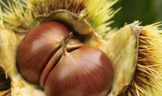 板栗怎么保存久一点不坏 保存板栗的方法