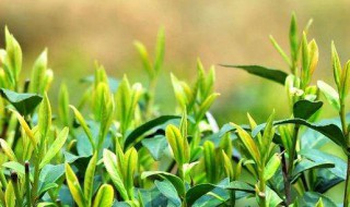 过期茶叶的八大妙用 有关茶叶的用法