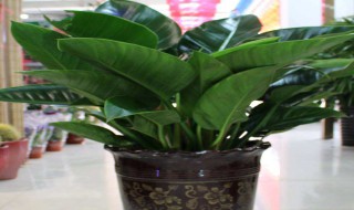 大叶金钻的养殖方法和注意事项 大叶金钻的养殖方法和注意事项简述