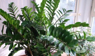 钱串子花的养殖方法和注意事项 钱串子花的养殖方法和注意事项有哪些