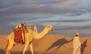 梦见骆驼是什么意思 简单介绍一下