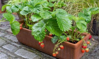 家庭阳台草莓种植方法 草莓如何种植