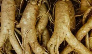 人参的作用与功效及食用方法 人参的作用与功效及食用方法是什么