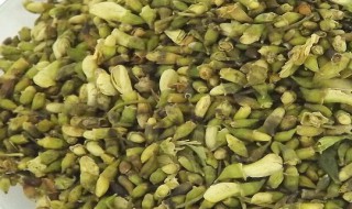 槐花茶的制作方法 槐花茶的制作方法介绍