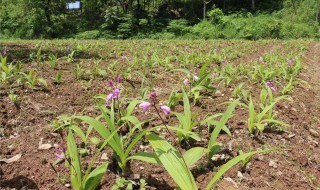 白芨种植的方法 白芨怎么种植