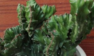 玉麒麟的养殖方法和注意事项 大家可以看看