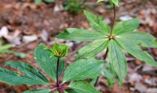 七叶一枝花的种植方法 七叶一枝花的种植方法简单介绍