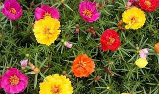 太阳花种子种植方法 我们可以这样种植