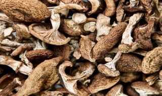 干蘑菇怎么做好吃 干蘑菇好吃的做法