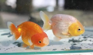 兰寿金鱼饲养技巧 兰寿金鱼饲养方法