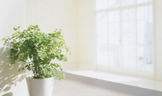 科学去甲醛的最好办法 如何去甲醛