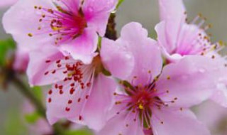 可爱深红爱浅红的上一句 可爱深红爱浅红的上一句是什么