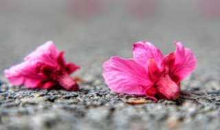 化作春泥更护花的前一句是什么 化作春泥更护花是什么意思