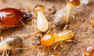 如何消灭床上小黄家蚁 消灭床上小黄家蚁的方法