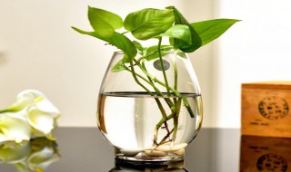 绿萝肥料淘米水 绿萝肥料淘米水解析