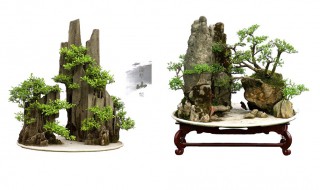 雪松如何做造型 这样加工一下就很好看