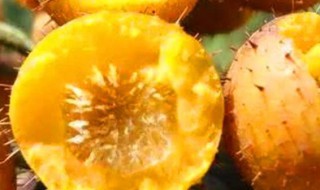 刺梨怎么吃 刺梨吃的方法