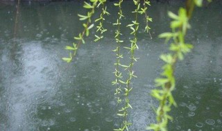 描写春雨的诗句有哪些 描写春雨的诗介绍