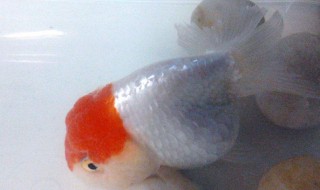 饲养兰寿的方法 饲养兰寿的方法介绍