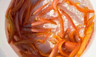 养黄金泥鳅的方法 黄金泥鳅的正确养殖方法