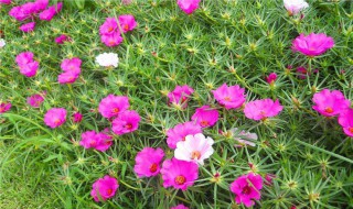 太阳花种植 太阳花种植方法