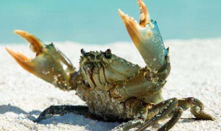 螃蟹的保存方法使它不死 保存螃蟹方法