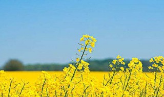 油菜籽怎么保存方法 油菜籽的保存方法