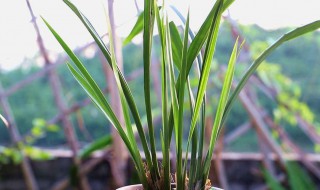 兰花怎么养最好 兰花如何养殖