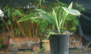 金丝荷的养殖方法 金丝荷如何养殖