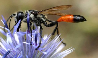 赶走泥蜂的方法 赶走泥蜂方法详解