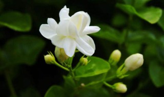 茉莉花的养殖方法和注意事项 茉莉花怎么养殖