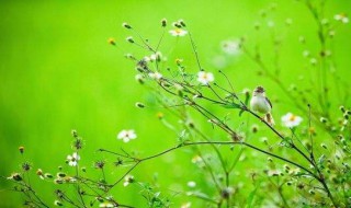 8月14日是什么节 8月14日是绿色情人节