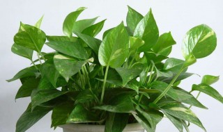 绿箩的养殖方法 一起来了解一下绿箩怎么养